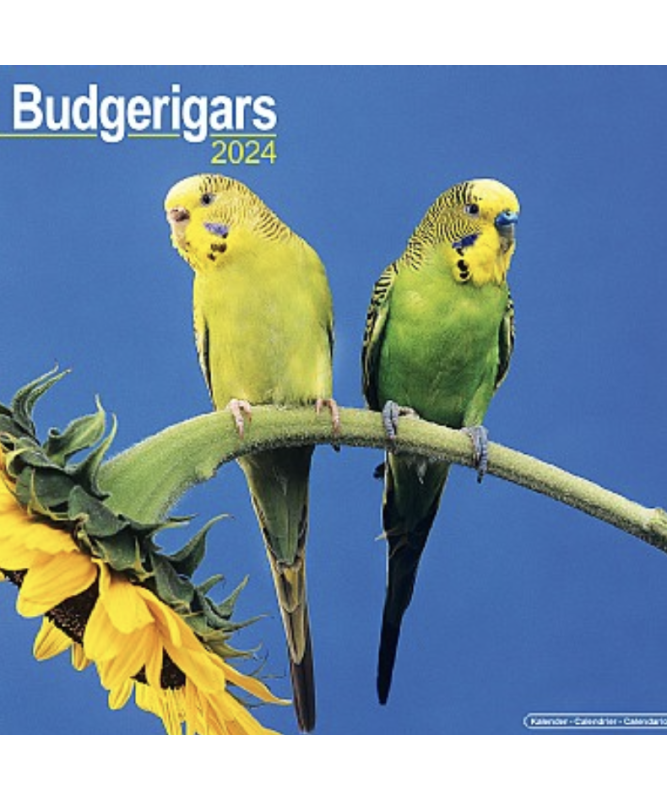 2024 Budgie Calendar